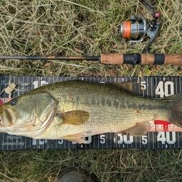 ラージマウスバス