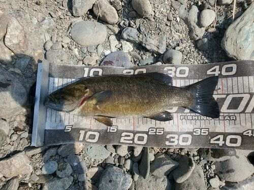 スモールマウスバスの釣果