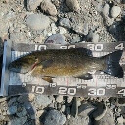 スモールマウスバス