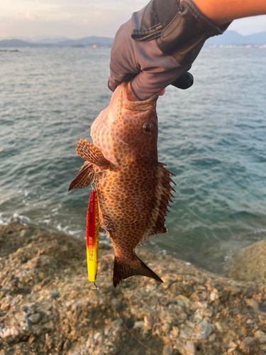オオモンハタの釣果