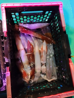 ケンサキイカの釣果