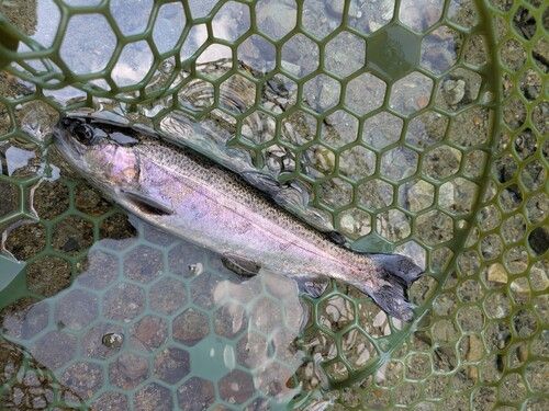 ニジマスの釣果