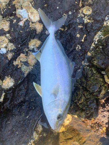 シオの釣果