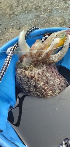 コウイカの釣果