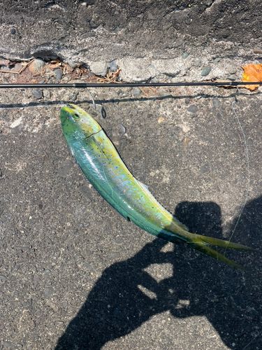 オオモンハタの釣果