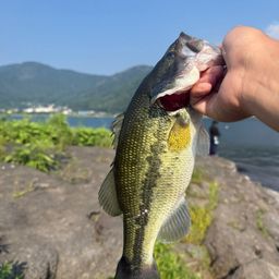 ブラックバス