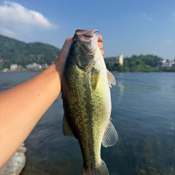 ブラックバス
