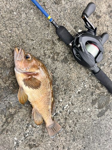 エゾメバルの釣果