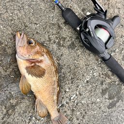 エゾメバル