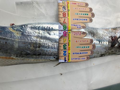 タチウオの釣果