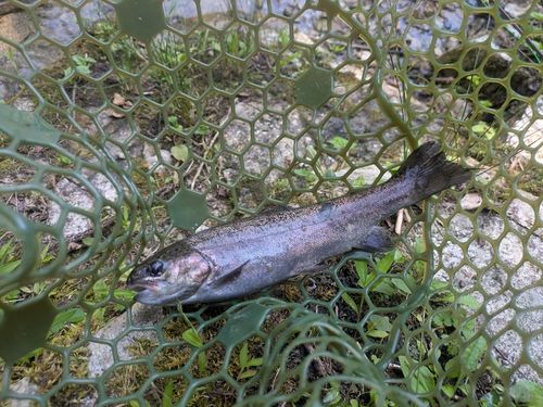 ニジマスの釣果