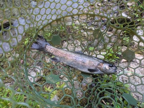 ニジマスの釣果