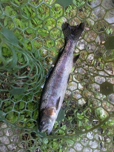 ニジマスの釣果