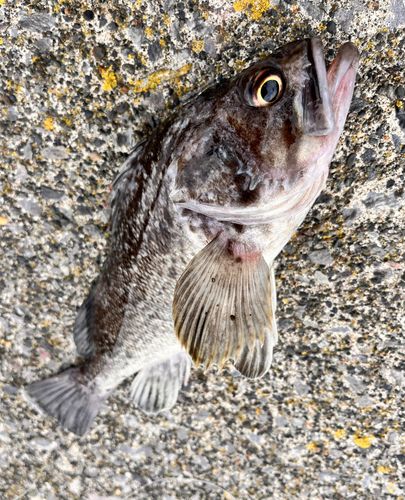 クロソイの釣果