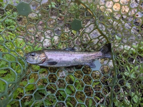 ニジマスの釣果