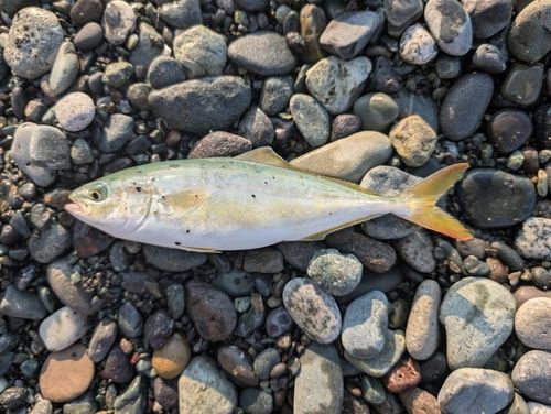 ワカシの釣果