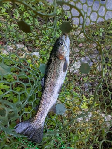 ニジマスの釣果