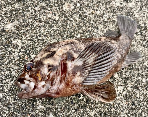 オウゴンムラソイの釣果