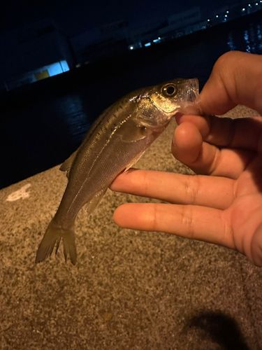 セイゴ（タイリクスズキ）の釣果
