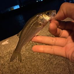 セイゴ（タイリクスズキ）