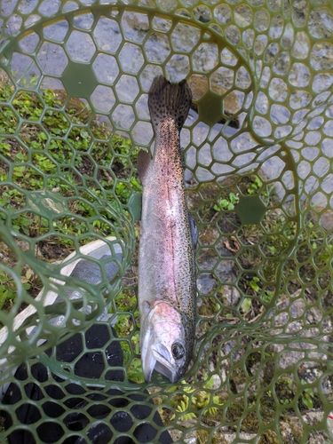 ニジマスの釣果