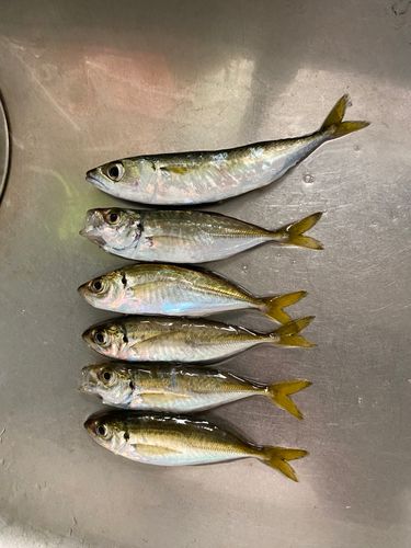 アジの釣果