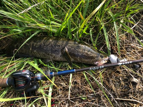 ライギョの釣果