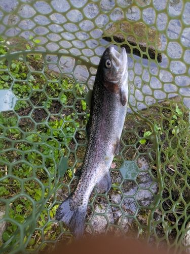 ニジマスの釣果