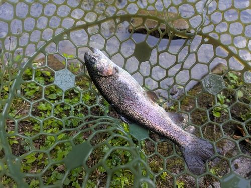 ニジマスの釣果