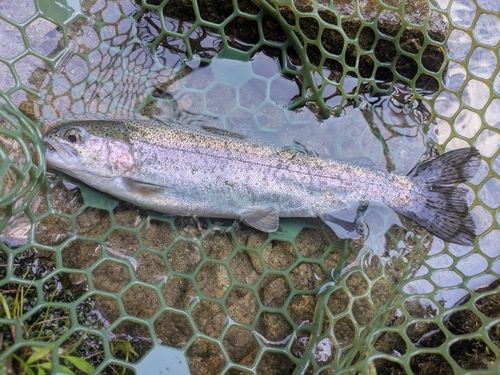 ニジマスの釣果