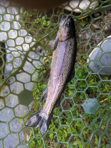 ニジマスの釣果