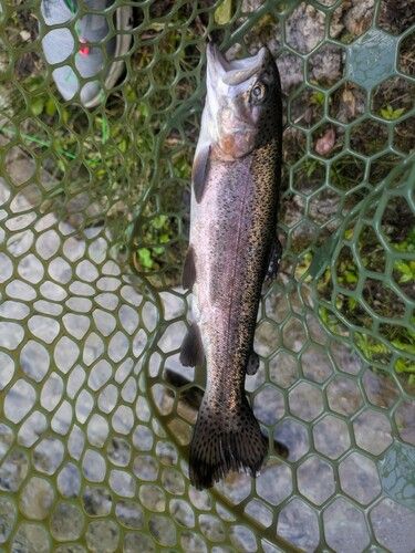 ニジマスの釣果