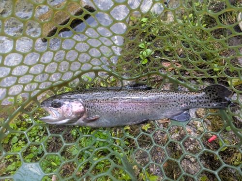 ニジマスの釣果