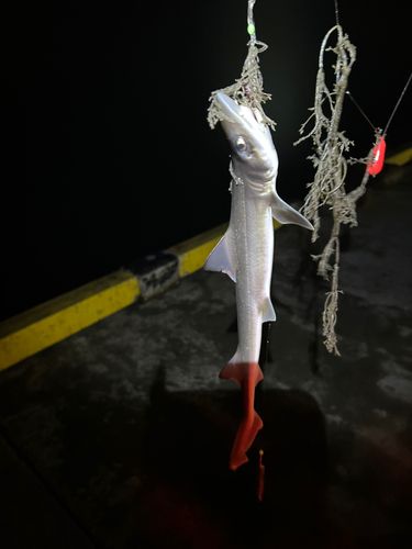 ホシザメの釣果
