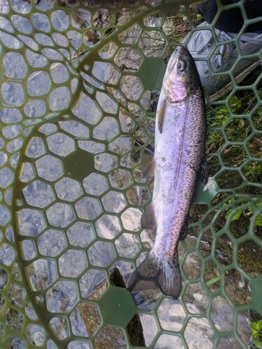 ニジマスの釣果