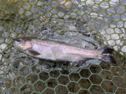 ニジマスの釣果