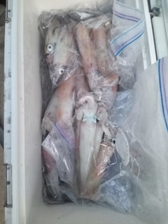 ケンサキイカの釣果