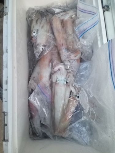 ケンサキイカの釣果