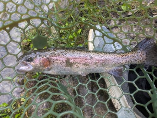 ニジマスの釣果