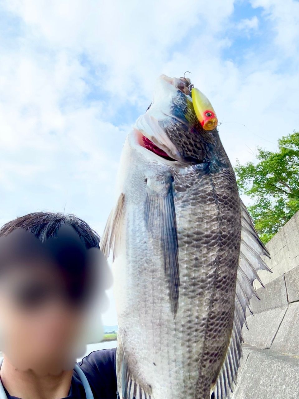 クロダイ
