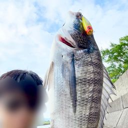 クロダイ