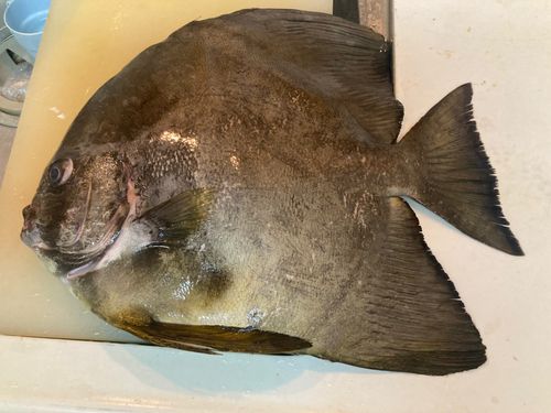 ツバメウオの釣果