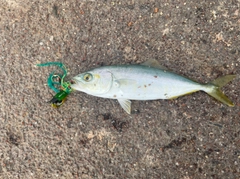 ショゴの釣果
