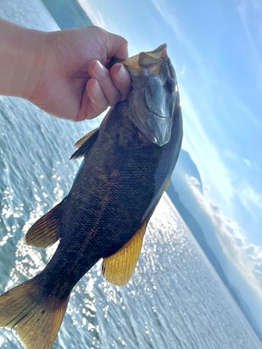スモールマウスバスの釣果