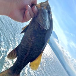 スモールマウスバス