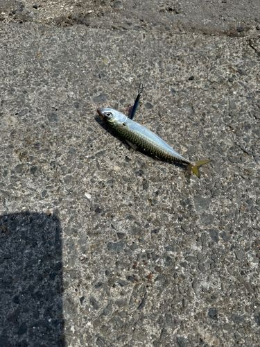 サバの釣果