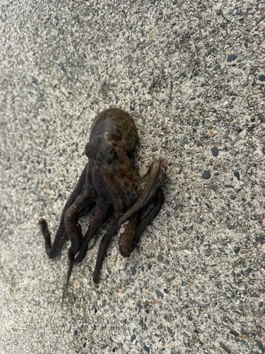 タコの釣果