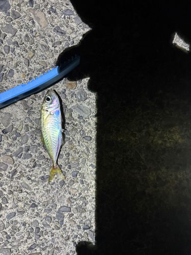 マアジの釣果