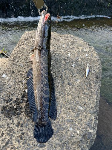 釣果