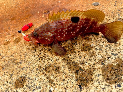 キジハタの釣果